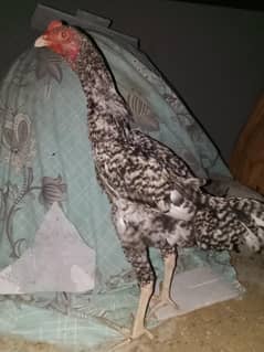 King size shamo coco colour pair  5 months age