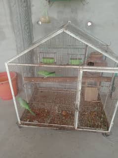 with cage green neck paert