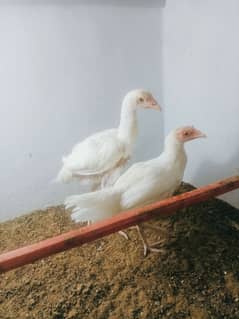 Aseel Heera Male Female