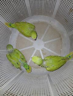 Ringneck Chicks - Haray Totay K Bachy