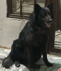 Belgian
