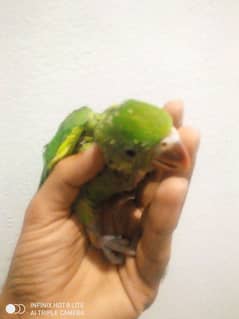 Ring Nick parrot chick