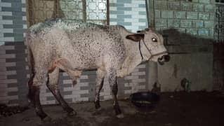 Cow Qurbani Lahore
