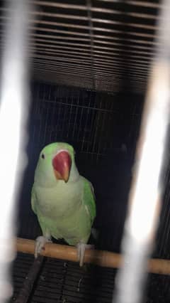 Parrots