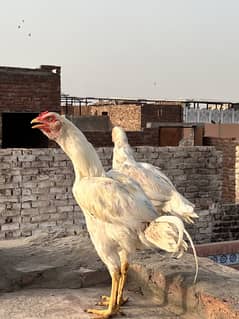 White Hera pair urgent for Sal ha
