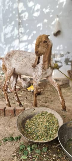 Bakra