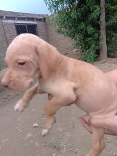 Imported bloodline English pointer pups
