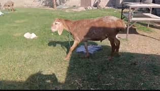 Sheep's