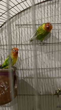 Fisher love bird pair