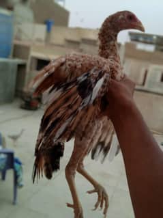 Java Aseel. Miawali And Desi Chick's For Sale
