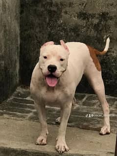 pitbull