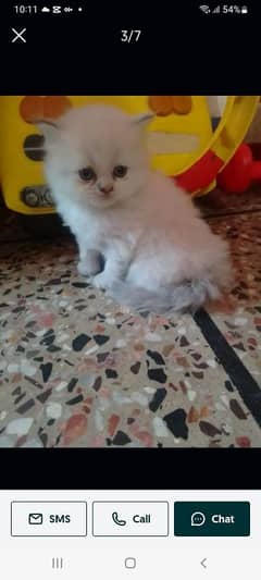 Himalayan kitten