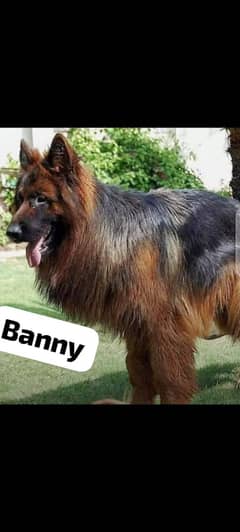 Top Quality German Shepherd Stud Dog Available in Muzaffargarh