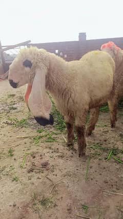 Kajli female sheep for qurbani 2025