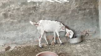 Dundi