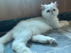 Calico Persian male CFA bloodline
