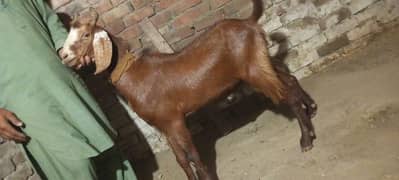 Bakra for Qurbani