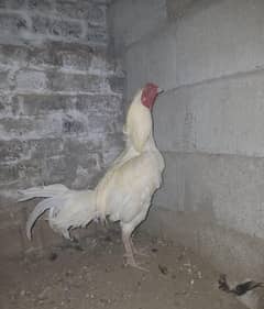 Male Hera very nice n healthy