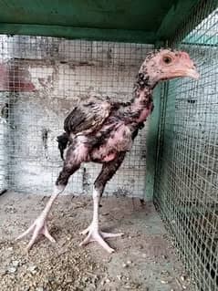 Aseel chicks for sale