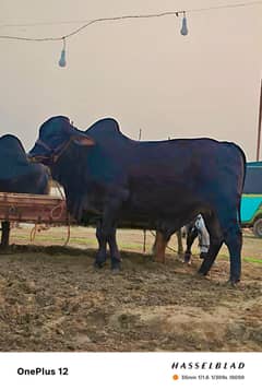 heavy bull for sale