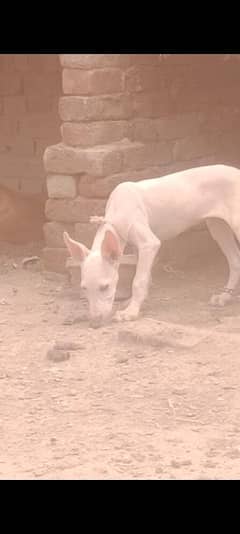 gultreua dog far sale age 3 month