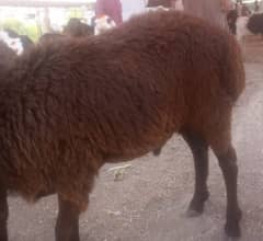 Sheep for sale Abbottabad 2025 qurbani