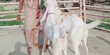 2 desi bakra for sale 03440867818