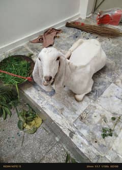 qurbani