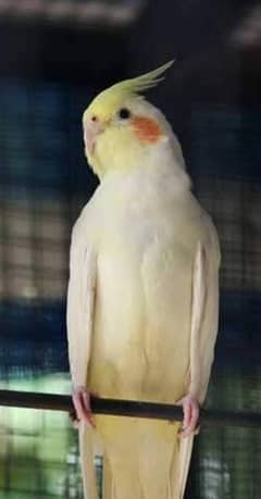 male cocktail