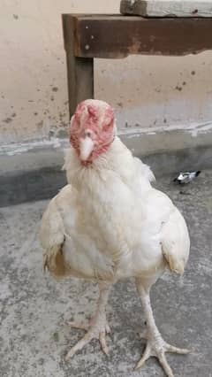 Heera