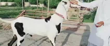 qurbani