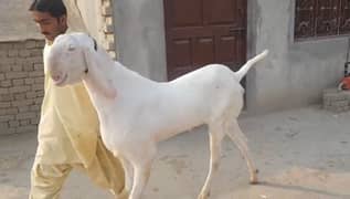 desi