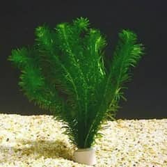 Aquarium and pond aquatic plants available