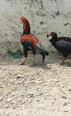 Aseel Lakha Murga