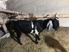 vip bakra