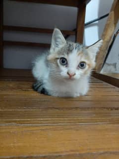 pure pesian kittens
