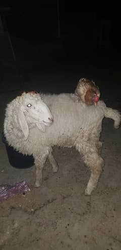 Chatra | Bakra For Sale