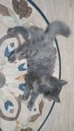 6 months old persian long coat