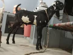 Bakra for sale