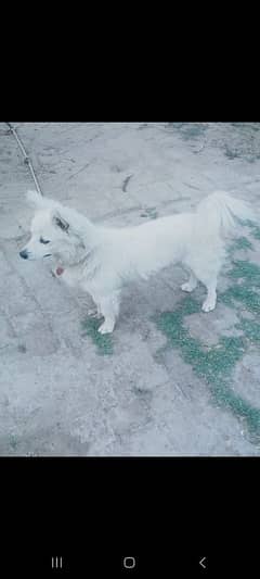Pista Dog