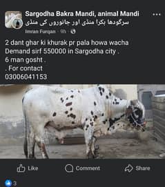 qurbani