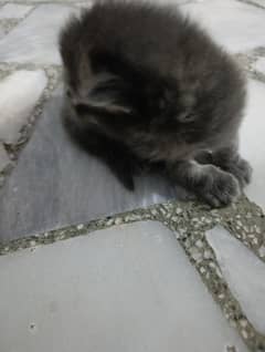 kittens