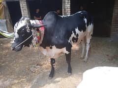 Healthy Bull for sale for qurbaani
