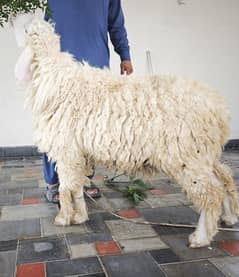 Pure White Chatra / Bakra/ Goat