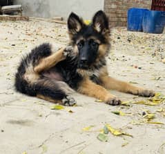 German shephered (6 month female)
