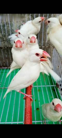 white Red eye java