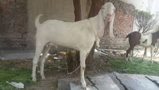 Qurbane bakra Rajanpuree for sale