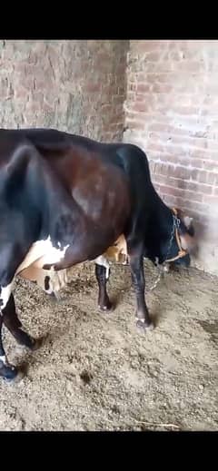 Qurbani bachra for sell