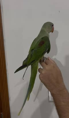 Handtame Raw parrot