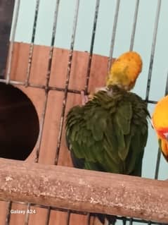 Sunconure chick half covered